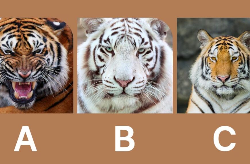 Découvrez votre niveau d'organisation en choisissant un tigre ! Faites le test !